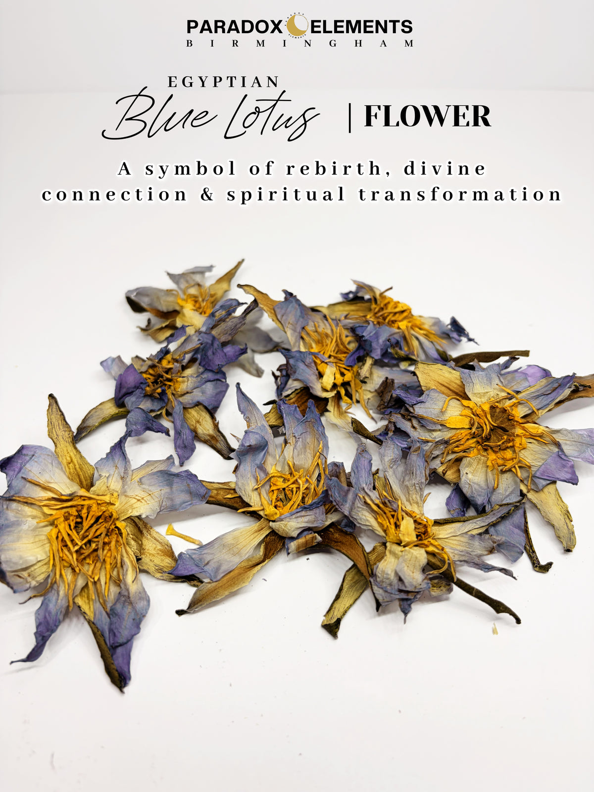 Blue Lotus Flowers | Egyptian (Small - 15g)