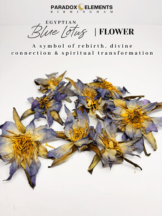 Blue Lotus Flowers | Egyptian (Small - 15g)